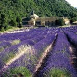 Klosterreisen, Frankreich, Provence, wunderschoener lila leuchtender Lavendel vor altem Kloster