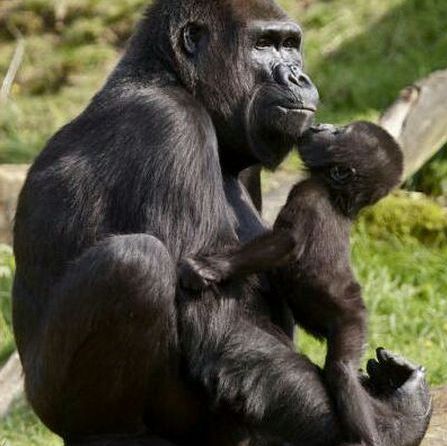 klosterreisen_uganda_gorilla_mum_child klosterreisen_uganda_gorilla_mum_child