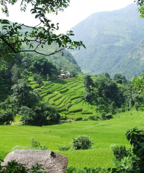 Klosterreisen_Annapurna_Trekking_Reisfelder Klosterreisen Nepal Poonhill Trek Reisfelder